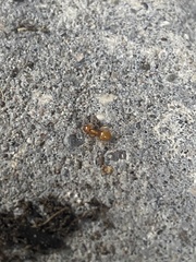 Lasius claviger