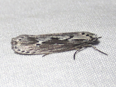 Ethmia discostrigella