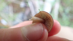 Mycena overholtsii