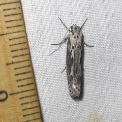 Ethmia discostrigella