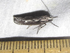 Ethmia discostrigella