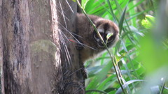 Aotus lemurinus