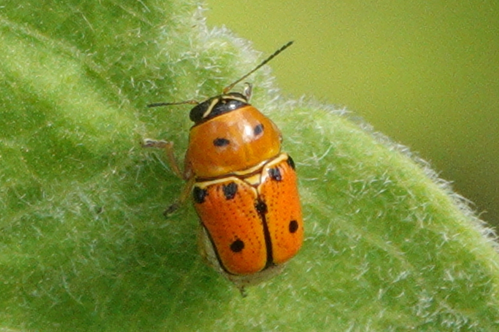 Griburius larvatus
