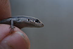 Plestiodon anthracinus