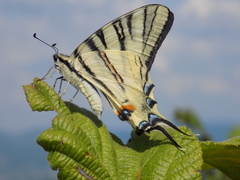 Iphiclides podalirius