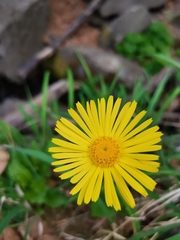 Doronicum columnae