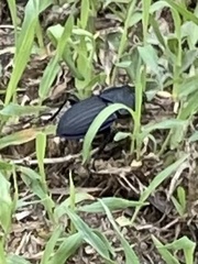 Pasimachus sublaevis