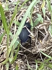 Pasimachus sublaevis