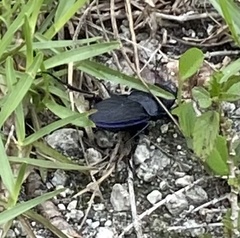 Pasimachus sublaevis