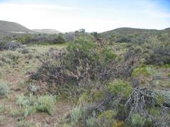 Prosopis denudans