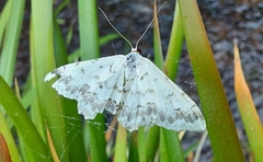 Scopula honestata
