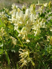 Astragalus beckwithii