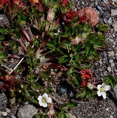 Geranium sibbaldioides