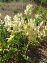 Astragalus beckwithii