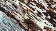 Solenopsis carolinensis