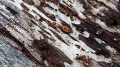 Solenopsis carolinensis