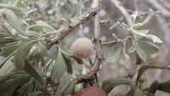 Rhopalomyia hirtipomum