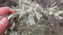 Rhopalomyia hirtipomum