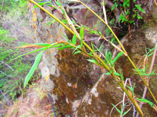 Image of Lasiacis ruscifolia by (c) Oscar Alejandro Morales Juárez, some rights reserved (CC BY-SA)
