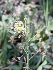 Capsella bursa-pastoris