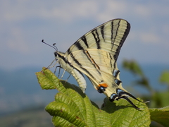 Iphiclides podalirius
