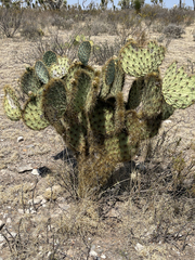 Opuntia neochrysacantha
