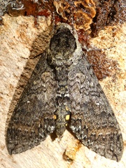 Manduca occulta