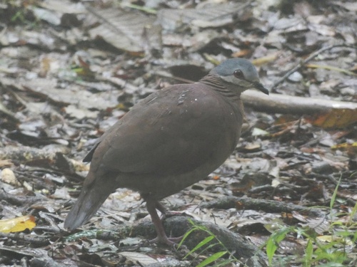 Chiriqui Quail-Dove (Zentrygon chiriquensis), photo 8