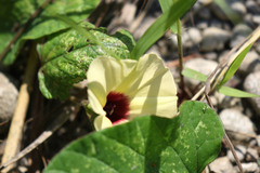 Image of Hewittia malabarica