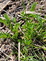 Astragalus agrestis