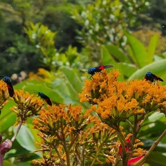 Cyanopepla scintillans