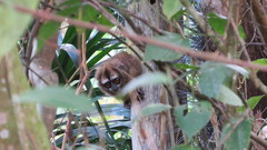Aotus lemurinus