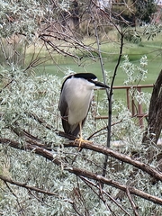 Nycticorax nycticorax