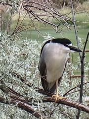 Nycticorax nycticorax