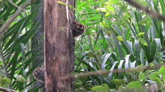 Aotus lemurinus