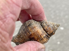 Stramonita canaliculata