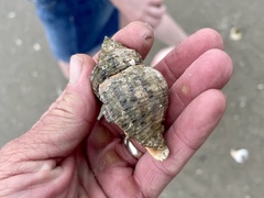 Stramonita canaliculata