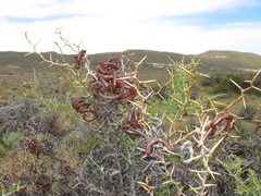 Prosopis denudans