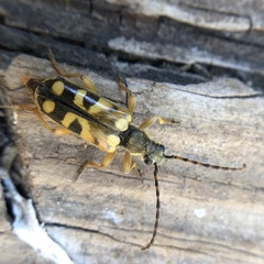 Xestoleptura