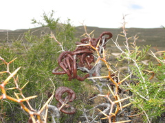 Prosopis denudans