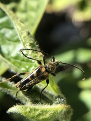 Xestoleptura