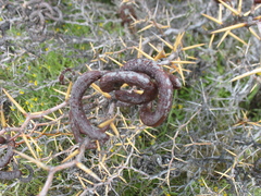 Prosopis denudans