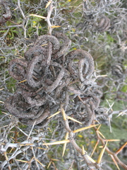 Prosopis denudans