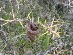 Prosopis denudans