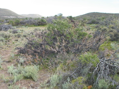 Prosopis denudans