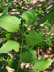 Celtis lindheimeri