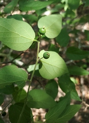 Celtis lindheimeri