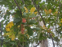 Alectryon subdentatus