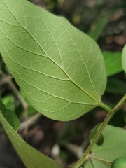 Celtis lindheimeri