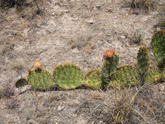Opuntia rastrera